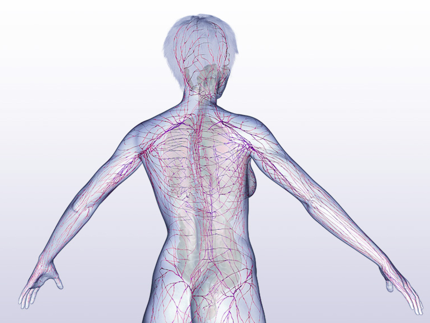 Illustration-Nervensystem