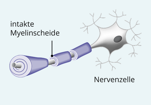Illustration-gesunde-Nervenzelle