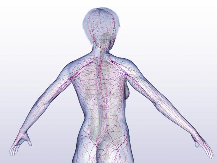 Illustration-Peripheres-Nervensystem